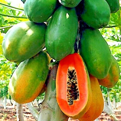 20 Caribbean "Red Lady" Carica Papaya Fruit Tree Seeds LARGE MELONS Indoor Plant - Image 1 of 4