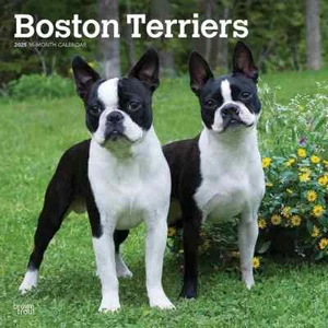 2025 Calendar Boston Terriers 16-Month Square Wall Browntrout BT76700 - Picture 1 of 4