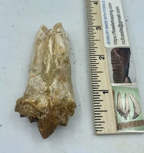 BASILOSAURUS T00TH F0SSIL arqueocete Eoceno 40 millas año BB1 - Imagen 1 de 5