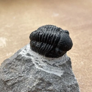 Proetus Gerastos Trilobite, Devonian. 360 M.Y.O  Size Is up to 2cm Approx - Picture 1 of 5