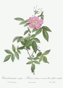 Boursault Rose Les Roses von Pierre Joseph Redouté Druck Repro - Bild 1 von 2