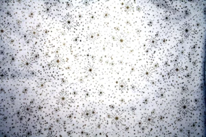 METALLIC GOLDENE SCHNEEFLOCKEN AUF WEISS - 100% BAUMWOLLSTOFF - Bild 1 von 3