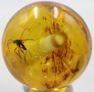 Amber Bead 8.88 mm DRILLED Sphere with Rare Insect trapped for Million Years - Picture 1 of 6