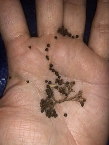 Beauty Berry Plant Seeds 25 Count - Picture 1 of 1