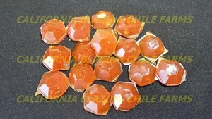 Trinidad Scorpion Pepper Tear Drop Candy ~ Organic Peppers w/ variety of Flavors - Picture 1 of 3