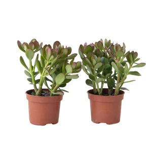 Albero di Giada - Set 2 - Crassula ovata - Altezza 15-25cm - ø12cm - Foto 1 di 9