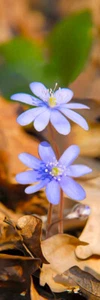3D COMMON HEPATICA Clip-on Lesezeichen - Bild 1 von 1