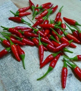 Chili Piquino from Mexico - Peqin - 5+ seeds - Semillas - Graines - Samen Ch 230 - Picture 1 of 1