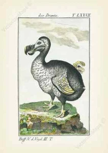 Dodo Dronte Raphus cucullatus antiguo estampado grabado Buffon 1775 cartel de arte - Imagen 1 de 16