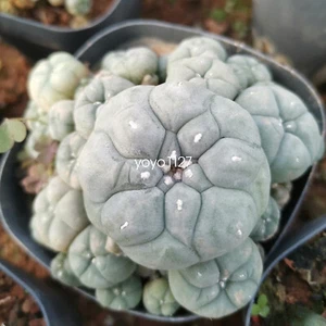 Comunità di piante succulente multitesta 6-8 cm - Foto 1 di 6