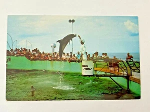 Post Card UNPOSTED Marineland Florida St. Augustine Porpoise  - Picture 1 of 2