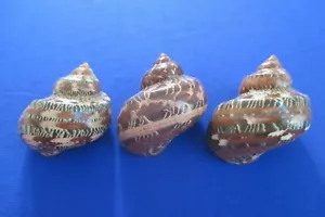 LARGE turbo petholatus + Operculum,72-69 mm length (2.6 inch) Nice color-3 Piece - Picture 1 of 1