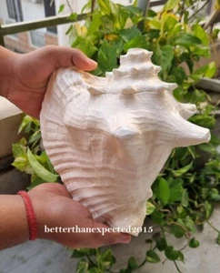 Very Large 10" x 10" HORNED King Helmet Shankh CONCH SHELL Sound Blowing Shankha - Picture 1 of 5