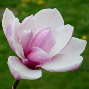 MAGNOLIA Tiketare 2 EXTRA LARGE SEEDS Tree Tulip Saucer PINK WHITE Organic Bio - Picture 1 of 2