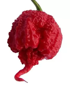 Carolina Reaper, Capsicum chinense, 30 Australian grown seeds - Picture 1 of 1