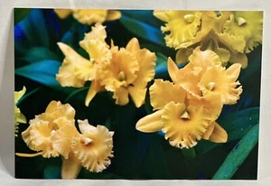 Singapore Gardens by the Bay Orchids Display Post Card - Picture 1 of 2