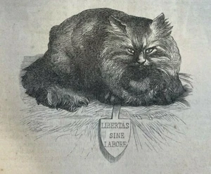 1870 Vintage magazine Article About Cats and Kittens illustrated - Picture 1 of 5