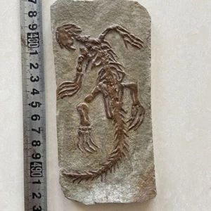 Chinesische echte Monjurosuchus Choristodera Fossil seltene Sammlung - Bild 1 von 3