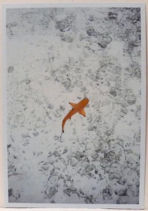 Jitka Hanzlova 2023 Yancey Richardson Einladungskarte 5,5 x 8 - Bild 1 von 2