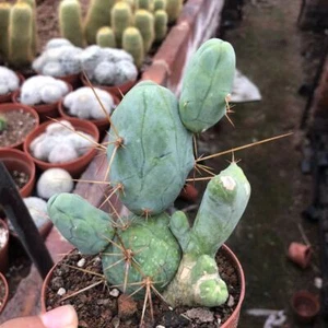 1/3/10PCS Multi Heads LivingSucculent Plant Penis caci Random Self Rooted - Picture 1 of 4