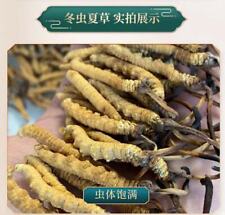Wild Tibetan Aweto Chinese Caterpillar Fungus Cordyceps Sinensis 5 pieces