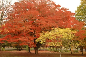 Japanische Zelkova, Zelkova serrata, Baumsamen (schnell, winterhart, Herbstfarben) - Bild 1 von 12
