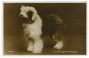 OLD ENGLISH SHEEPDOG VINTAGE VALENTINES OLD DOG PHOTO POSTCARD - Foto 1 di 2