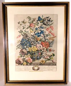 Vtg. Robert Furber/ Gardiner May Botanical Engraved Etching Print 1730 - Picture 1 of 5