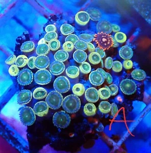WYSIWYG Zoas Marine Coral Soft Corals Reef - Picture 1 of 1