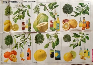 manifesto poster scolastico agrumi e i suoi derivati arredamento vintage scuola - Foto 1 di 5
