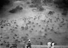 Herd Of Wild Pigs Viewed From A Terrace In Udaipur Rajasthan India Old Photo