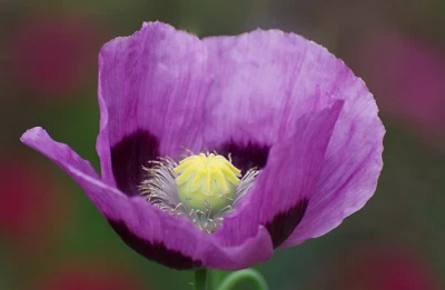 1,000 Turkish Blue Poppy Seeds P. Somniferum -BUY ONE GET ONE FREE -Giant Blooms - Image 1 of 4