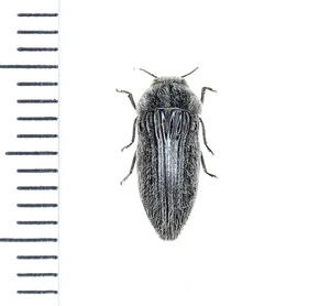 Buprestidae, Acmaeodera (Paracmaeodera) elevata (Klug, 1829), Saudi Arabien, A1 - Bild 1 von 1