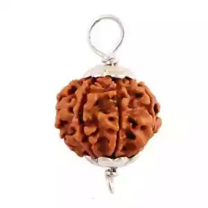 7 Mukhi Rudraksha / Seven Face Rudraksh Nepal Bead Silver Pendant Certified - Picture 1 of 1