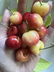5 Rainier 🍒 Cherry Pits Rare Fruit Sweet Tree Organic NonGMO Seeds Grow Garden - Picture 1 of 1