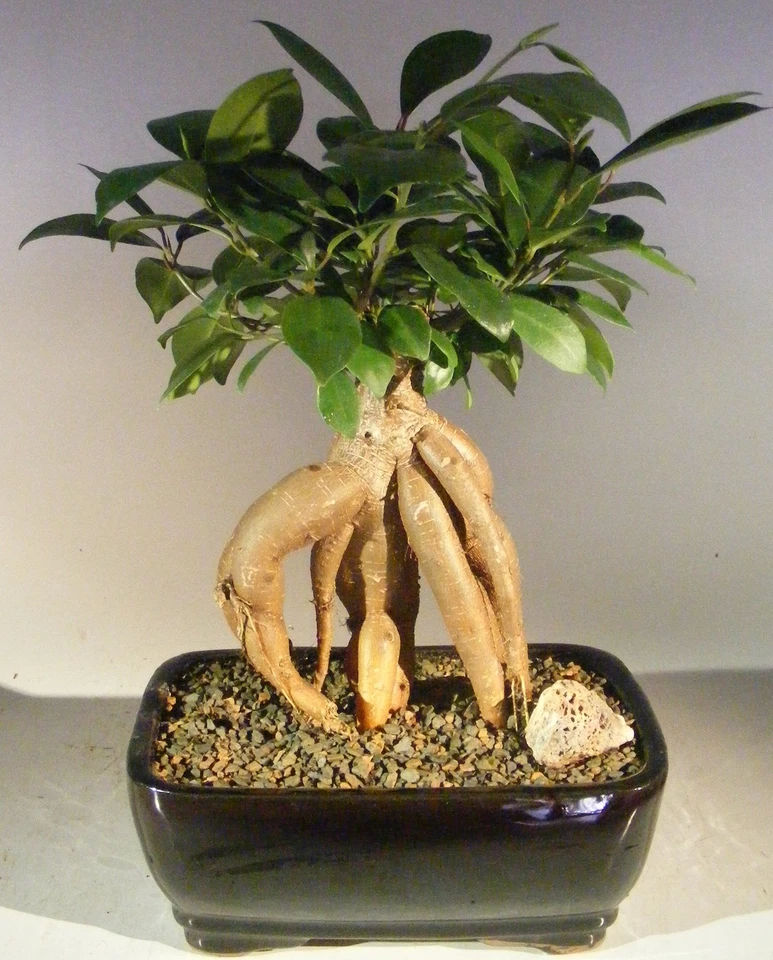 Ginseng Ficus Bonsai Tree Live Plant Medium Exposed Aerial Roots 10"H Indoor - Image 1 of 1