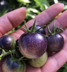 Midnight Snack Cherry Tomato – 50 Seeds - Picture 1 of 1
