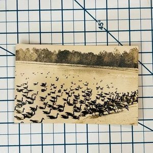 RPPC R. L. Ingold's Wild Goose Pond Photo Postcard Ansonville NC Vintage - Picture 1 of 3