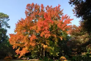 SWEET GUM 25 SEEDS LIQUIDAMBAR FORMOSANA COLOUR CHANGING FOLIAGE - Foto 1 di 5