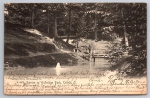 Ravine in Walbridge Park Toledo Ohio OH 1906 Postcard - Picture 1 of 2