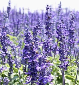 800+ HYSSOP SEEDS - officinalis Perennial Hummingbird Plant & Medicinal Non-GMO - Picture 1 of 3