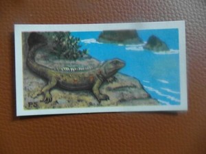 GB Brooke Bond "Wildlife in Danger" 1963 tea-card No.45 'Tuatara'.