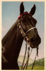Hermosa postal Black Horse Mainzer - Imagen 1 de 2
