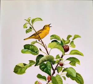 J F Lansdowne Birds Yellow Warbler Vintage Art Print Book Plate 80 - Picture 1 of 3