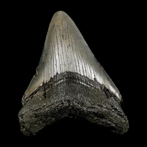 2,8 Zoll Qualität Megalodon Haizahn Wellenschliff Fossil natürliches Miozän Echtheitszertifikat - Bild 1 von 7