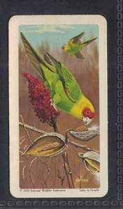 CAROLINA PAROQUET - 50 + year old Canadian Trade Card # 4 - Picture 1 of 2