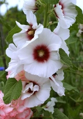 30+  HOLLYHOCK HALO BLOSSOM,  RUST RESISTANT  BRED PERENNIAL FLOWER SEEDS - Image 1 of 4