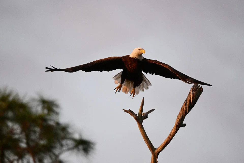 Impresión fotográfica a color de un águila calva americana (8x10) Foto 1 de 1