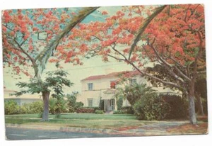 Vintage Florida Chrome Postcard Poinciana Trees Residential Area Houses Homes - Picture 1 of 2