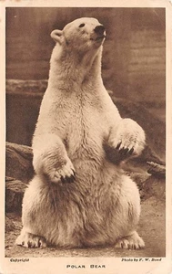 POLAR BEAR LONDON ZOO POSTAL c.1920'S F W BOND FOTÓGRAFO - Imagen 1 de 2
